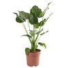 vidaXL Alocasia Cucullata &Oslash;21 Altezza 65-75 cm