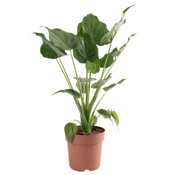 vidaXL Alocasia Cucullata &Oslash;21 Altezza 65-75 cm