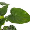 vidaXL Alocasia Cucullata &Oslash;21 Altezza 65-75 cm