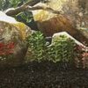 Immagine miniatura del prodotto 2 di 5