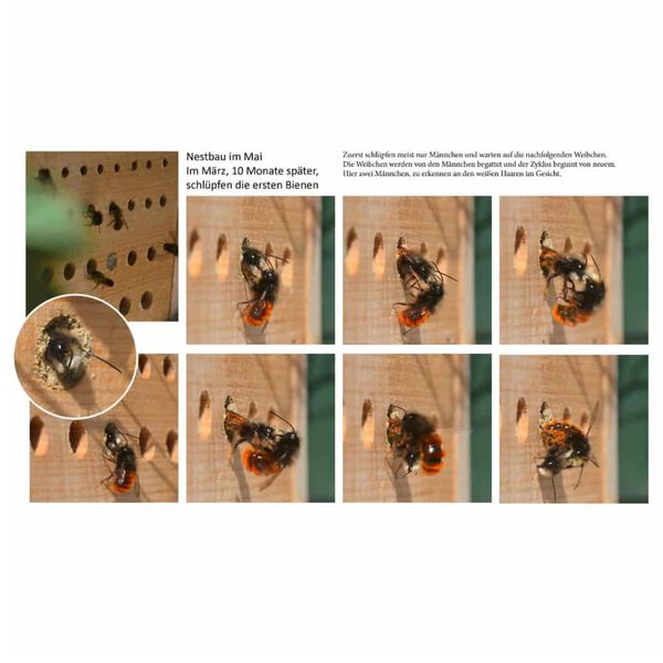 LUXUS-INSEKTENHOTELS Hotel per Insetti con Tetto Faggio Maja Naturale