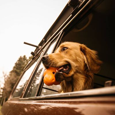 West Paw Giocattolo per Cani con Zogoflex Tux Arancione Mandarino L