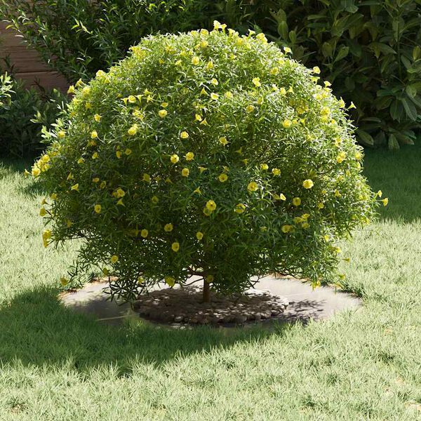 vidaXL adatto per Anelli d'Albero Piatto 5 pcs Argento Ø30 / 60 cm