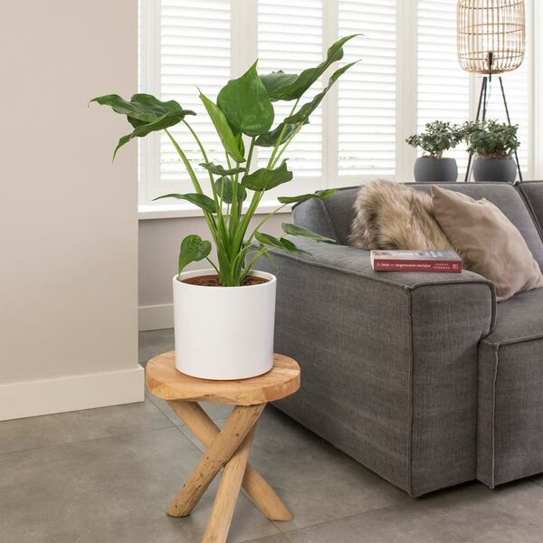 vidaXL Alocasia Cucullata &Oslash;21 Altezza 65-75 cm