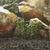 Immagine miniatura del prodotto 2 di 5