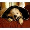 All Four Paws Collare Elettronico per Cani Comfy Cone XL 30 cm Nero